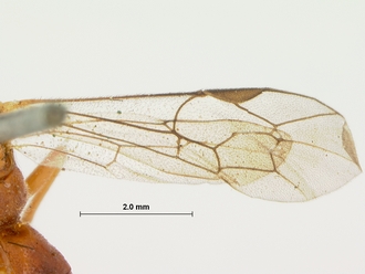 Sjostedtiella_nigripectus_holotype