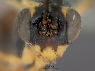 Sjostedtiella_erythrostoma_holotype