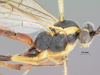 Sjostedtiella_erythrostoma_holotype