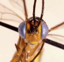 Spilopimpla_leleupi_HOLOTYPE