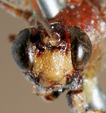 Spilopimpla_rufithorax_HOLOTYPE