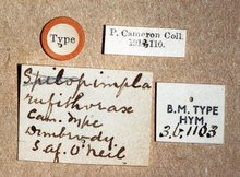 Spilopimpla_rufithorax_LABELS