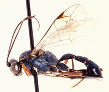Spilopimpla_spinata_HOLOTYPE