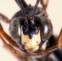 Spilopimpla_spinata_HOLOTYPE