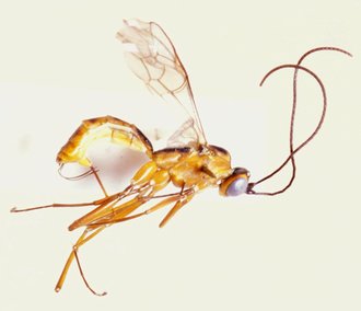 Spilopimpla_leleupi_HOLOTYPE