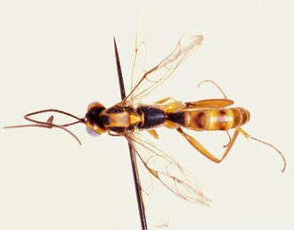 Spilopimpla_leleupi_HOLOTYPE