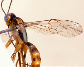 Spilopimpla_leleupi_HOLOTYPE