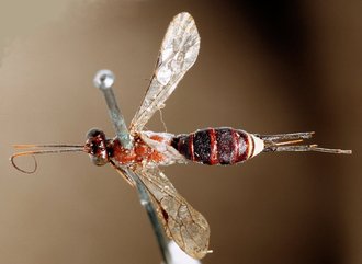 Spilopimpla_rufithorax_HOLOTYPE