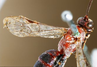 Spilopimpla_rufithorax_HOLOTYPE