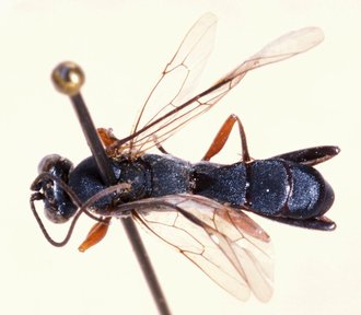Spilopimpla_spinata_HOLOTYPE