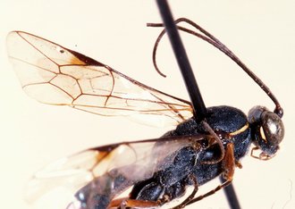 Spilopimpla_spinata_HOLOTYPE