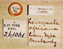 Syzeuctus_africanus_labels