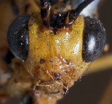 Syzeuctus_annulatus_LECTOTYPE