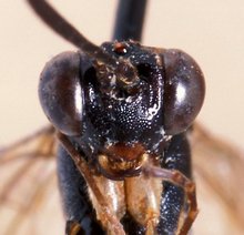 Syzeuctus_cribrosimimus_HOLOTYPE