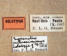 Syzeuctus_cribrosimimus_labels