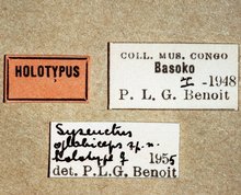 Syzeuctus_globiceps_labels