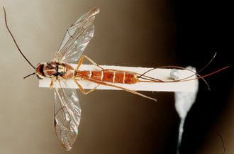 Syzeuctus_africanus_HOLOTYPE