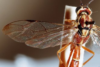 Syzeuctus_africanus_HOLOTYPE