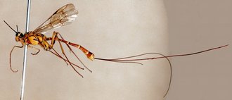 Syzeuctus_annulatus_LECTOTYPE