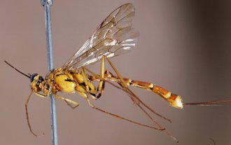 Syzeuctus_annulatus_LECTOTYPE