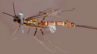 Syzeuctus_annulatus_LECTOTYPE