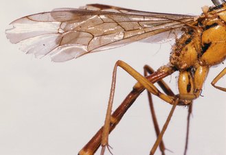 Syzeuctus_annulatus_LECTOTYPE