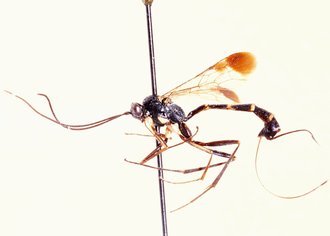 Syzeuctus_cribrosimimus_HOLOTYPE