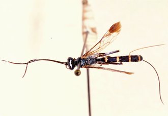 Syzeuctus_cribrosimimus_HOLOTYPE