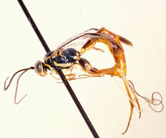 Syzeuctus_globiceps_HOLOTYPE