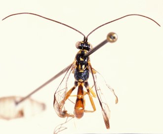 Syzeuctus_globiceps_HOLOTYPE