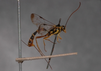 Lissonota_cribrosa_holotype