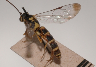 Lissonota_cribrosa_holotype