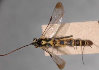 Lissonota_cribrosa_holotype