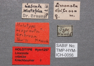Lissonota_cribrosa_labels