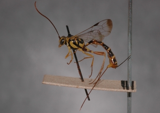 Lissonota_cribrosa_holotype