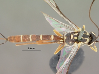 Syzeuctus_curvilineatus_syntype