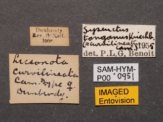 Lissonota_curvilineata_HT_SAM-HYM_P000951_labels