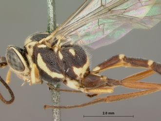 Syzeuctus_curvilineatus_syntype