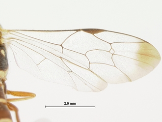 Syzeuctus_curvilineatus_syntype