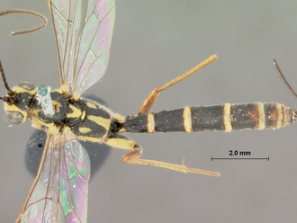 Syzeuctus_lineaticeps_HOLOTYPE