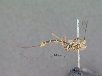 Lissonota_lineaticeps_HOLOTYPE