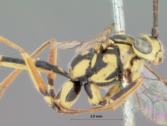 Lissonota_lineaticeps_HOLOTYPE