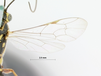 Lissonota_lineaticeps_HOLOTYPE