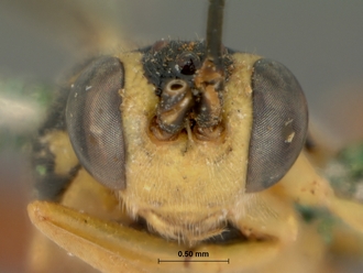 Syzeuctus_marshalli_HOLOTYPE