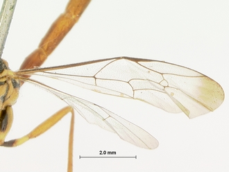 Syzeuctus_marshalli_HOLOTYPE