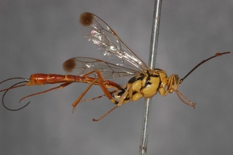 Syzeuctus_perinqueyi_HOLOTYPE