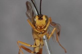 Syzeuctus_perinqueyi_HOLOTYPE