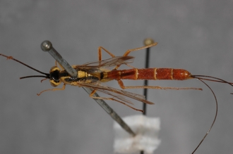 Syzeuctus_perinqueyi_HOLOTYPE