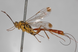 Syzeuctus_perinqueyi_HOLOTYPE