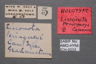 Lissonota_perinqueyi_labels